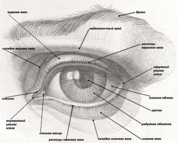 By looking at the structure of the eye from a biological perspective.